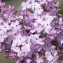 Alyvos paprastosios (Syringa vulgaris) 'Hortenzja'